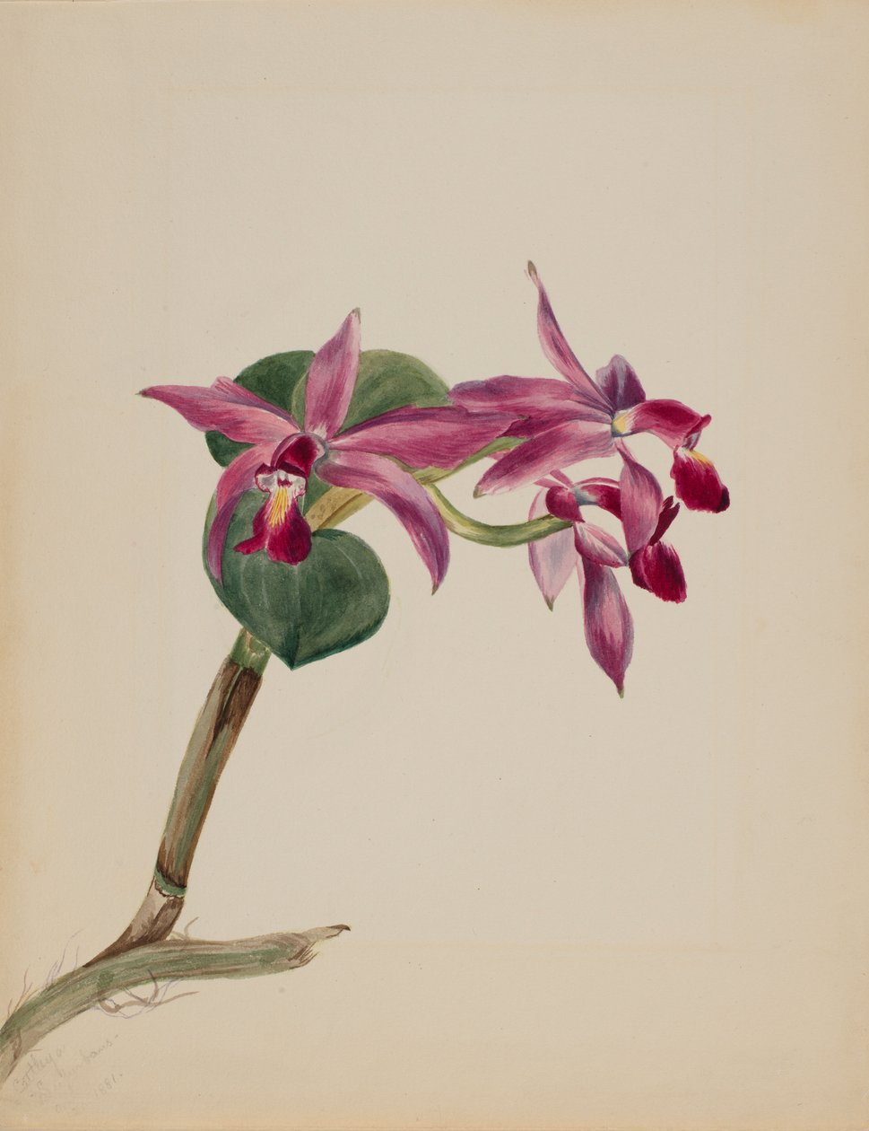 Cattlaya Superbus by Mary Vaux Walcott