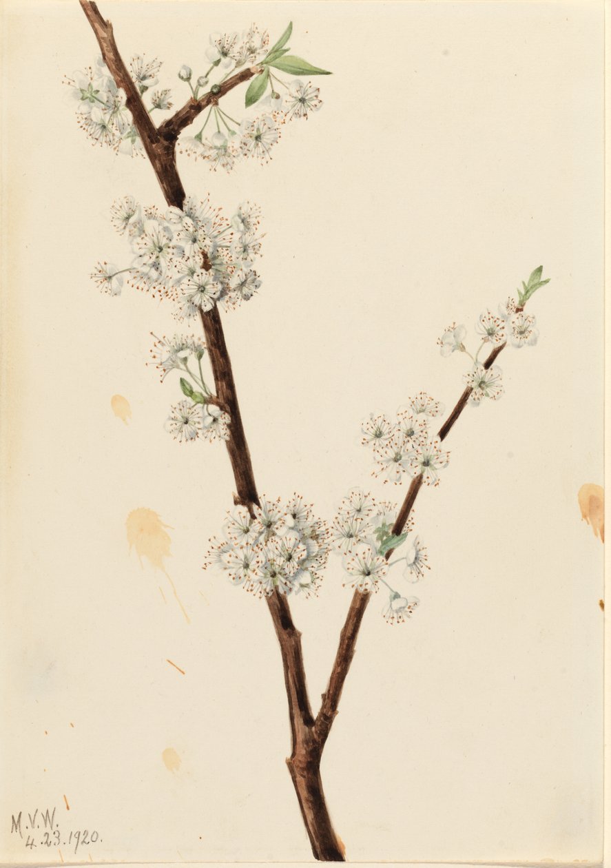 Chickasaw Plum by Mary Vaux Walcott