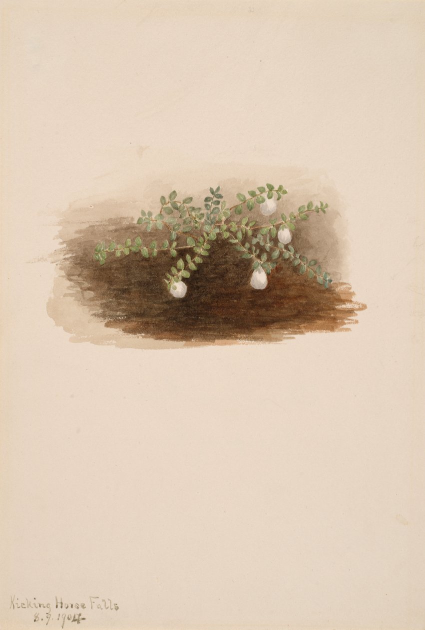 Chiogenes hispidula, 1904 by Mary Vaux Walcott