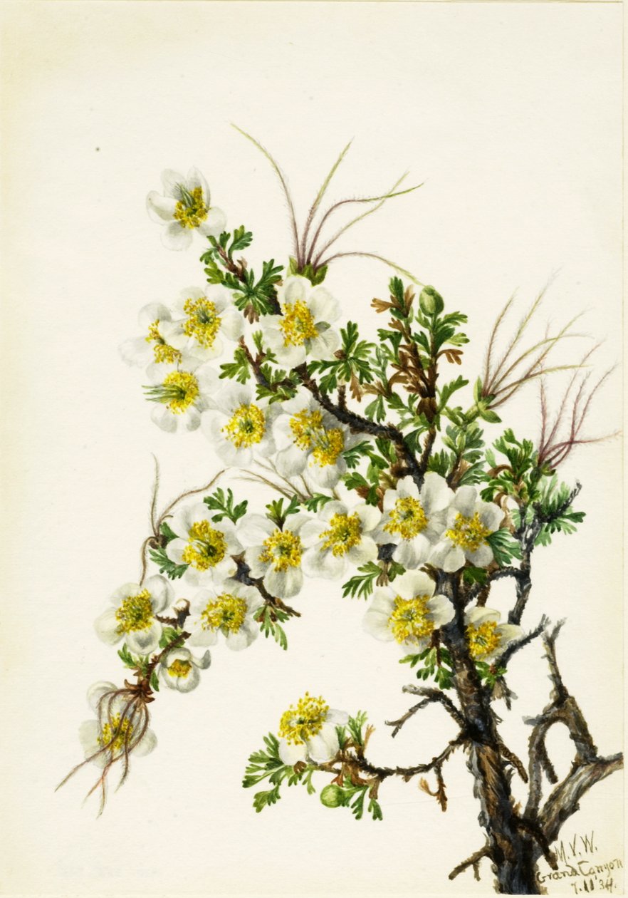 Cliffrose Cowania stanshuriana by Mary Vaux Walcott