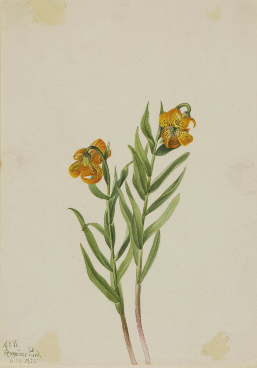 Columbia Lily by Mary Vaux Walcott
