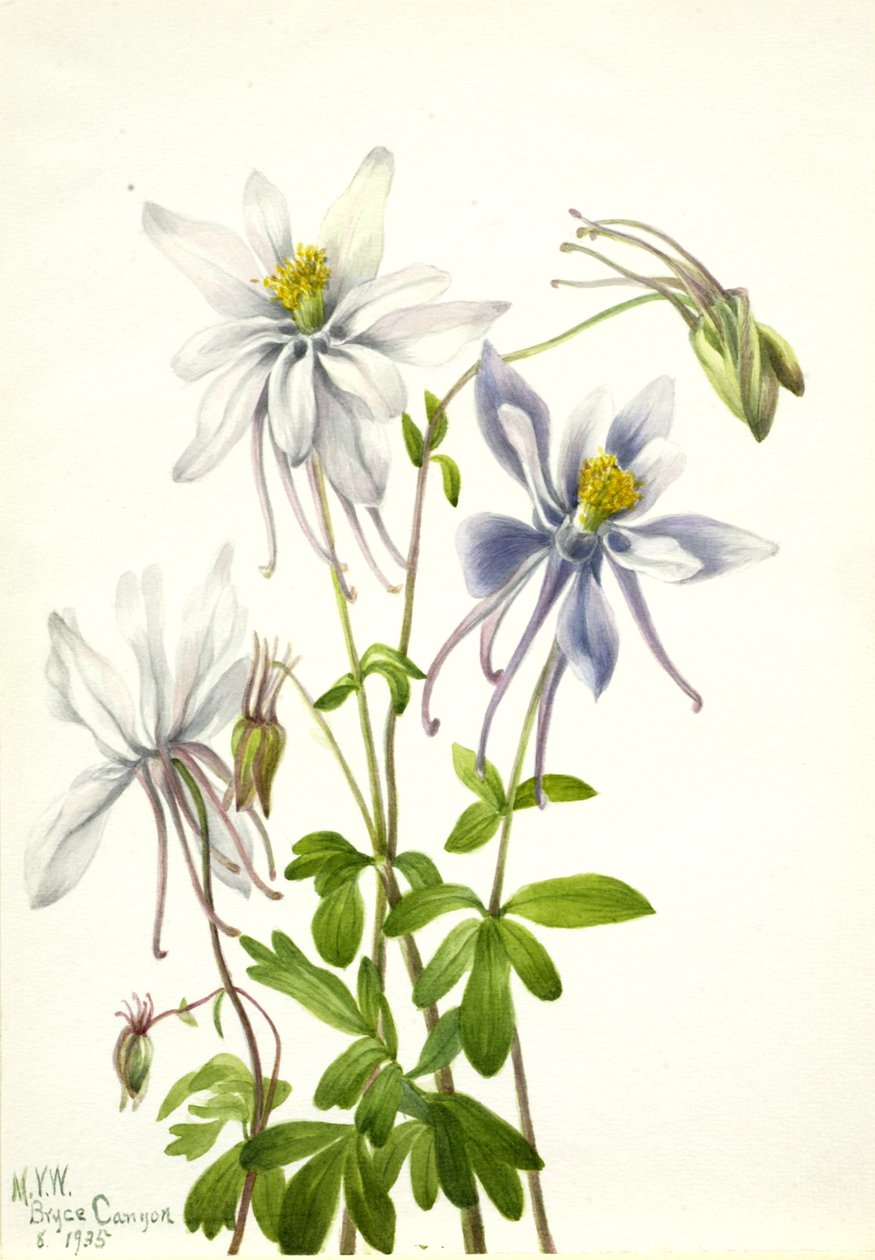 Columbine Aquilegia ecalcarata, 1935.  by Mary Vaux Walcott