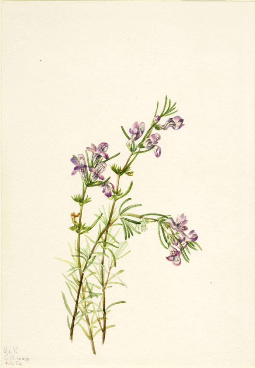 Conradina Verticillata by Mary Vaux Walcott