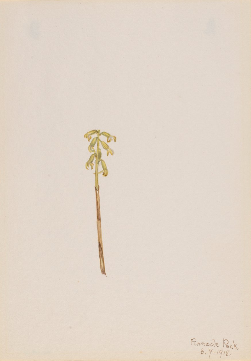 Coralroot (Corallorhiza corallorhiza) by Mary Vaux Walcott