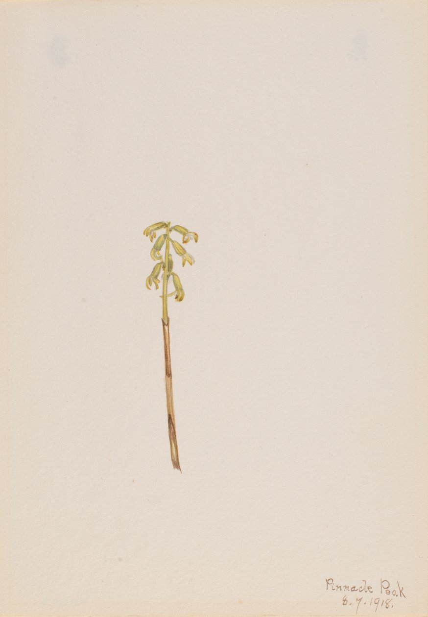 Corathorhiza corallorhiza by Mary Vaux Walcott