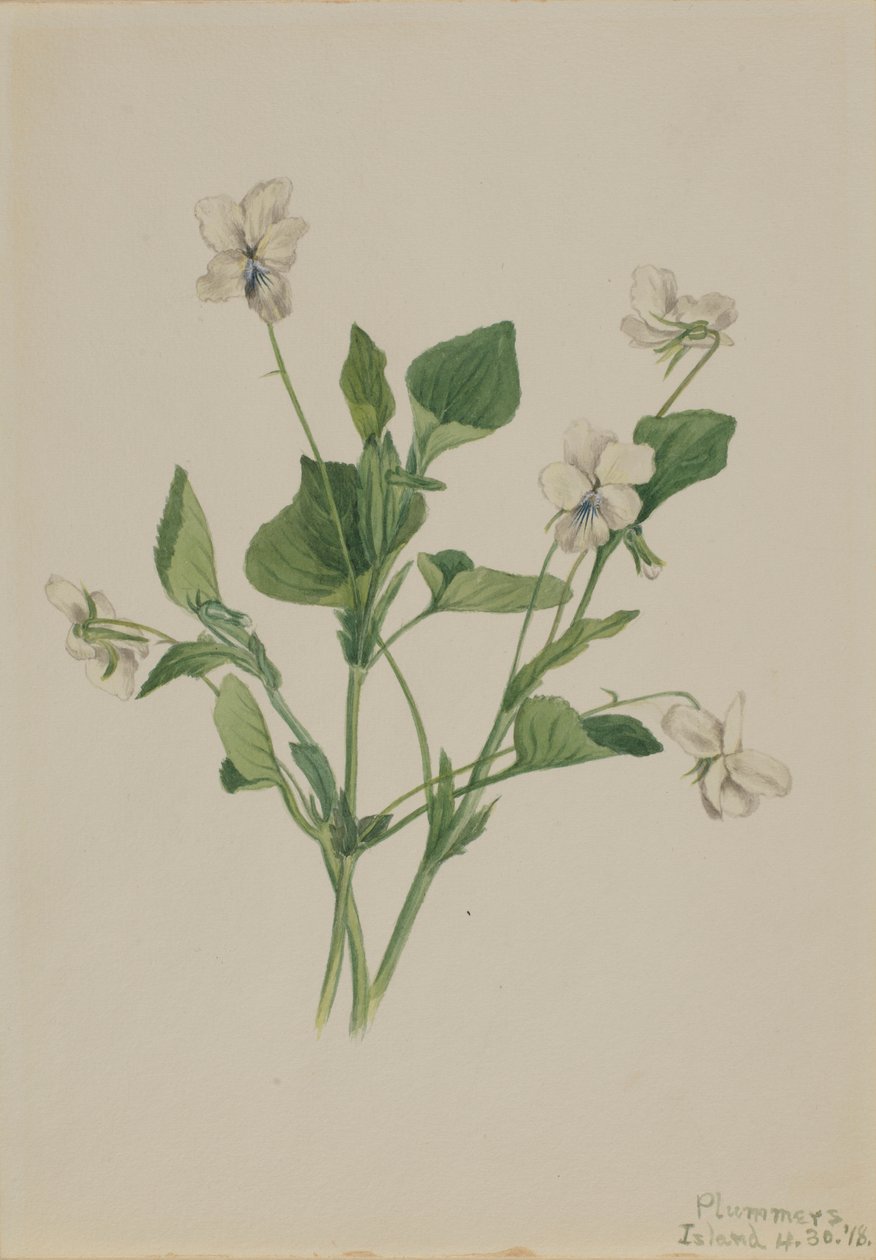 Cream Violet by Mary Vaux Walcott