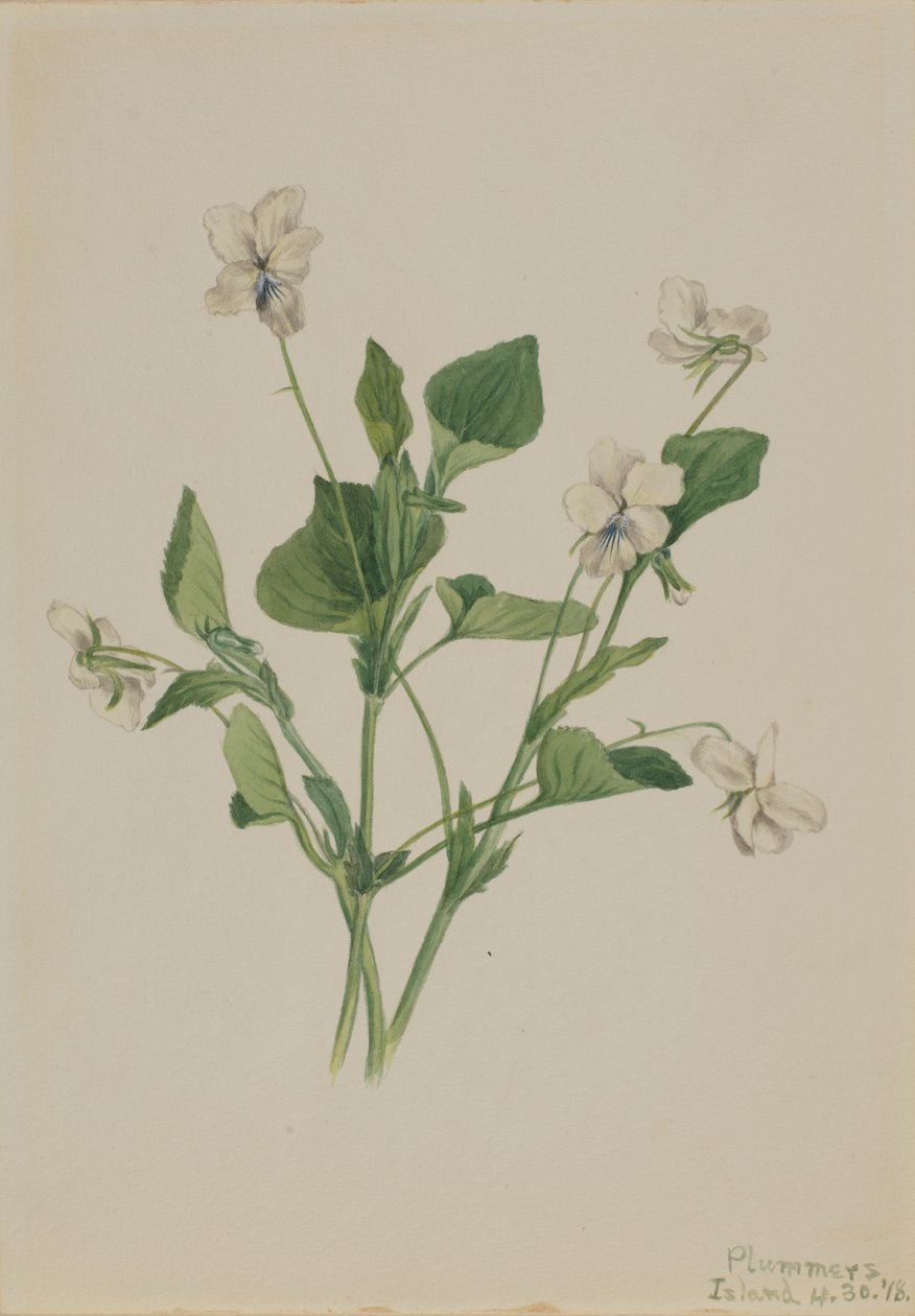 Cream Violet Viola striata, 1918 by Mary Vaux Walcott