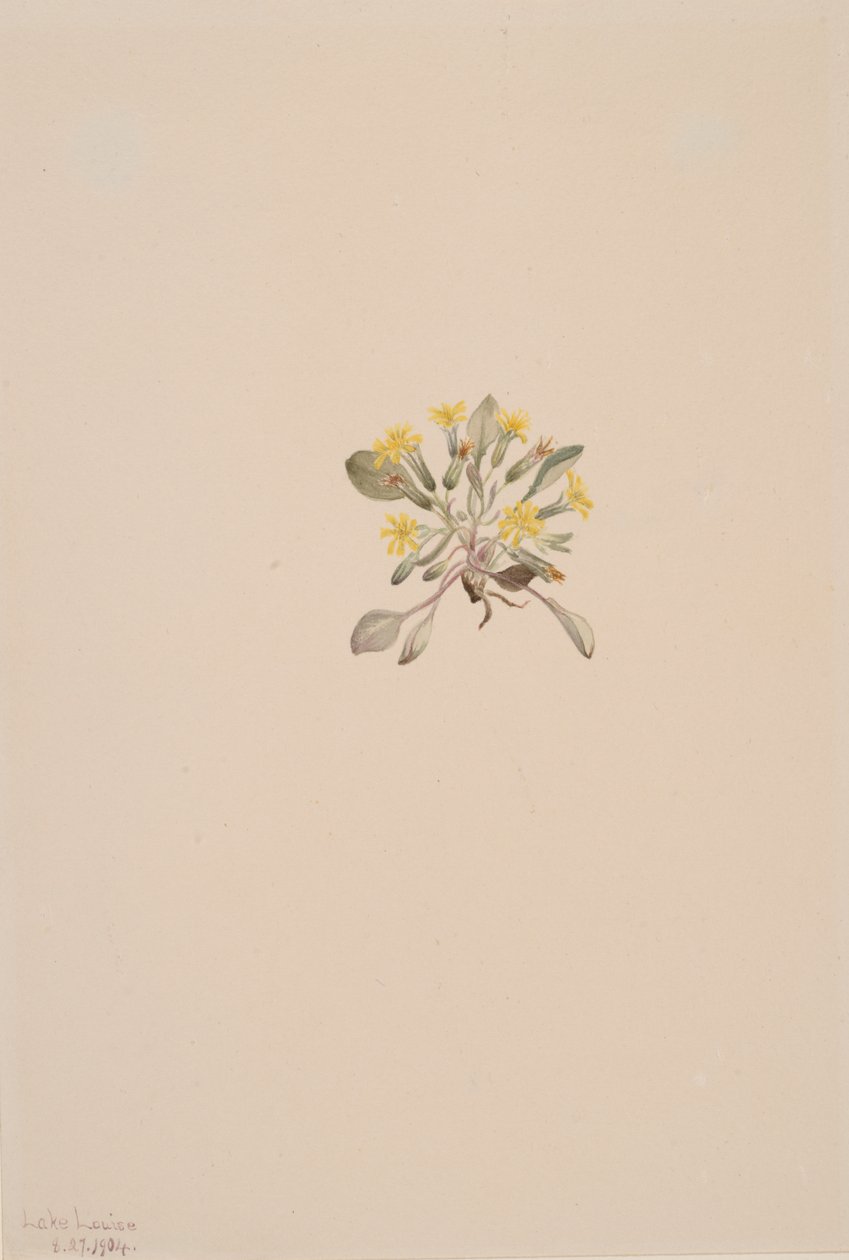 Crepis Elegans, 1904 by Mary Vaux Walcott