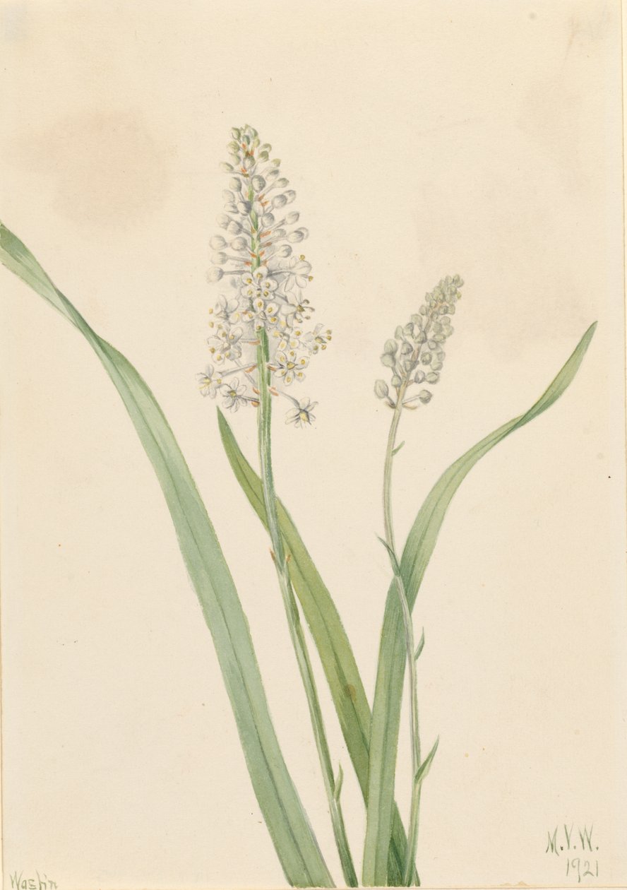 Crowpoison by Mary Vaux Walcott