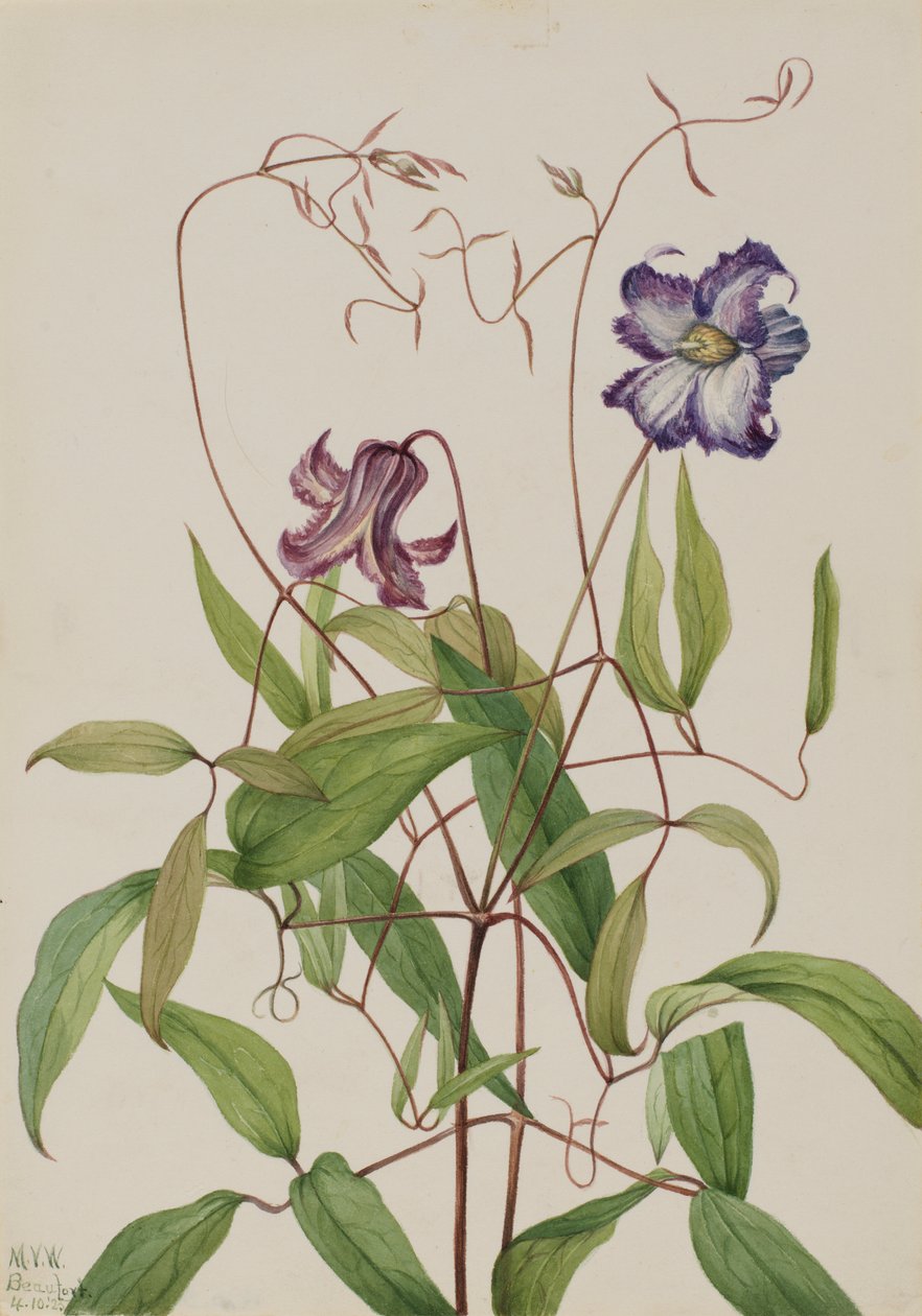 Curly Clematis by Mary Vaux Walcott