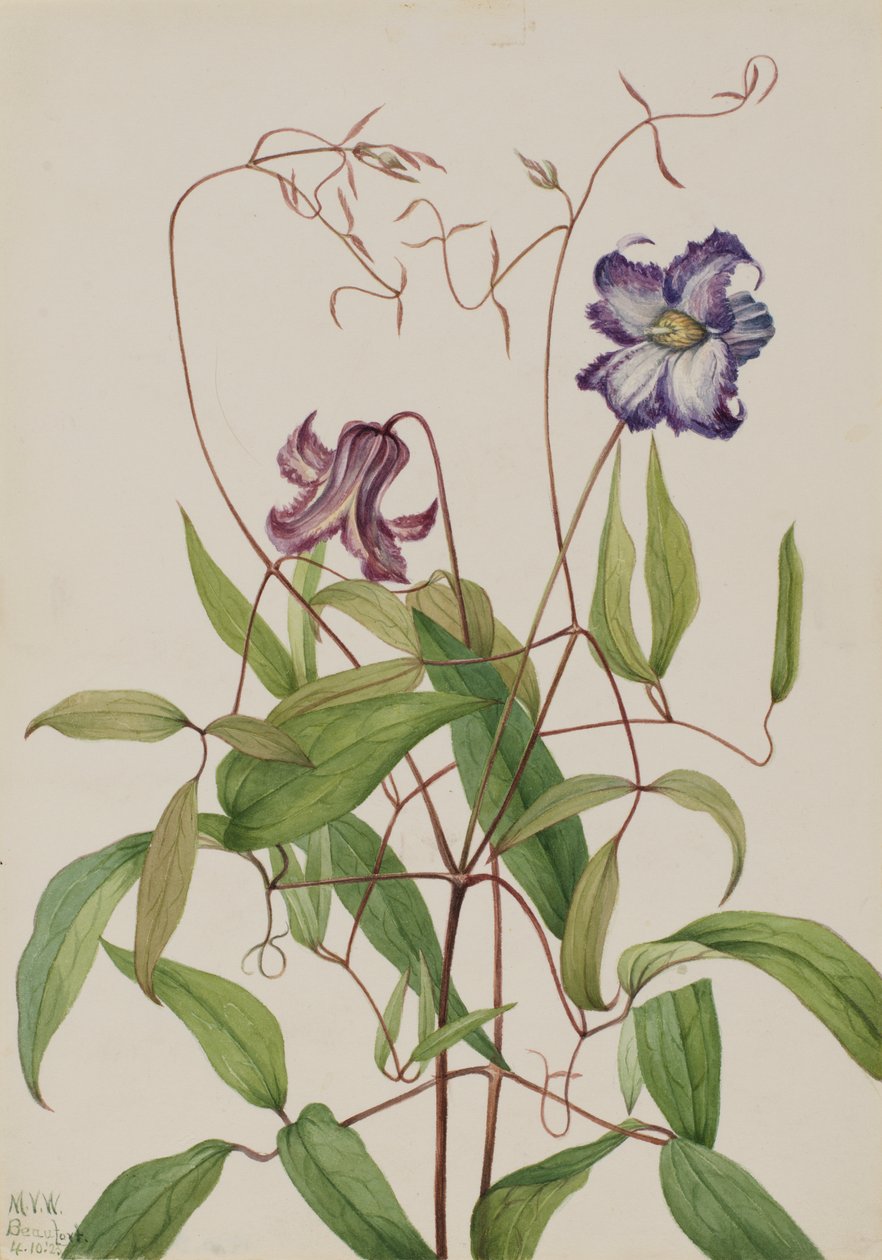 Curly Clematis Clematis crispa by Mary Vaux Walcott