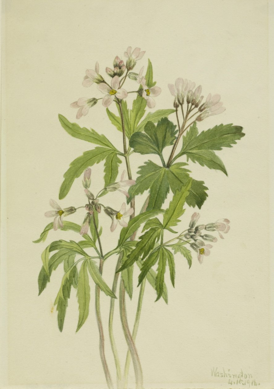 Cut Toothwort by Mary Vaux Walcott