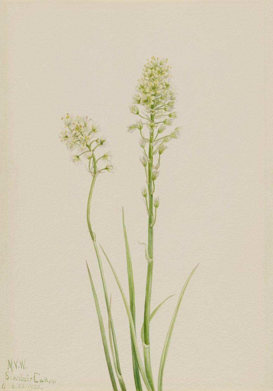 Death Camas Zygadenus Venenosus, 1923 by Mary Vaux Walcott