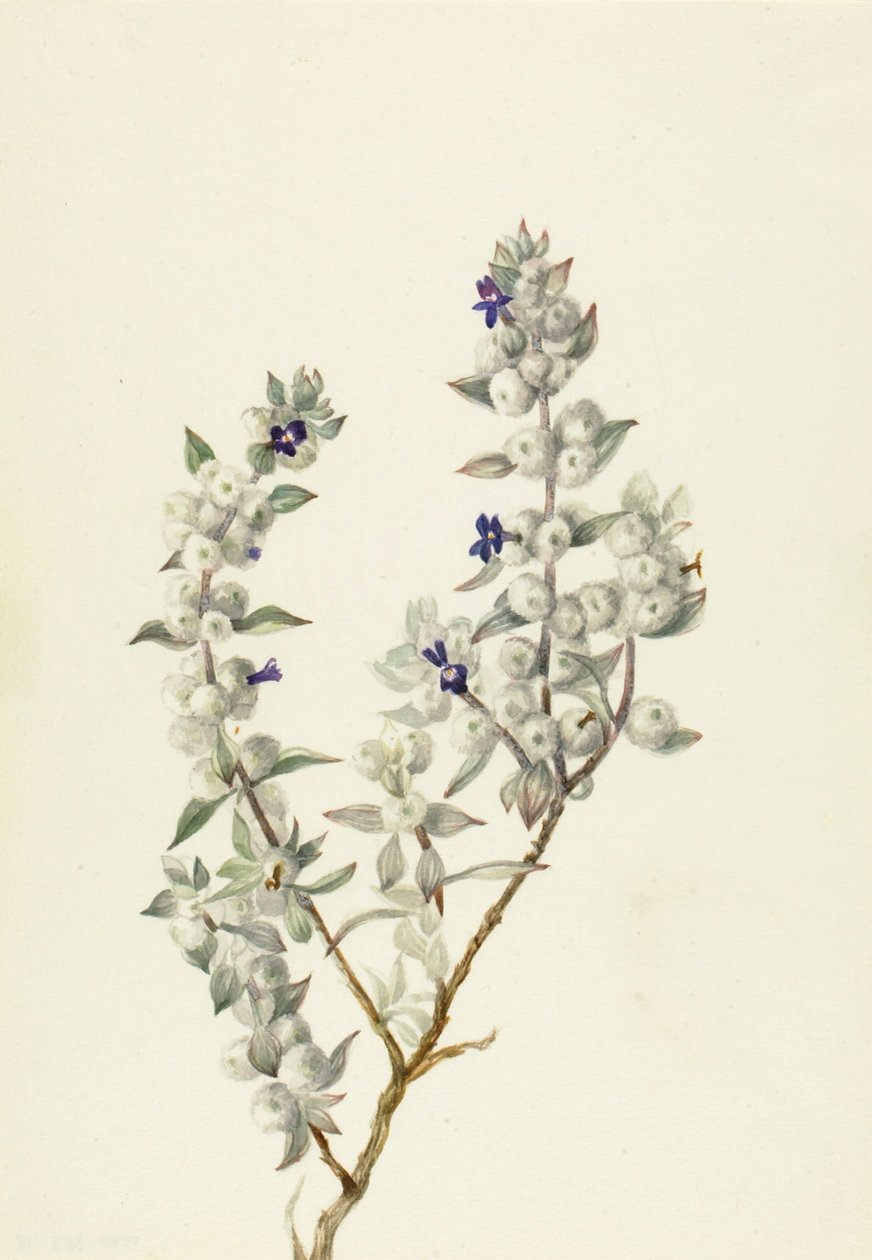 Death Valley Sage Salvia funerea by Mary Vaux Walcott