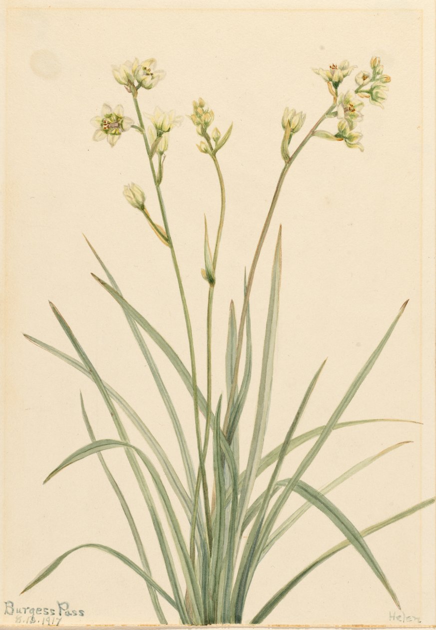 Deathcamas by Mary Vaux Walcott