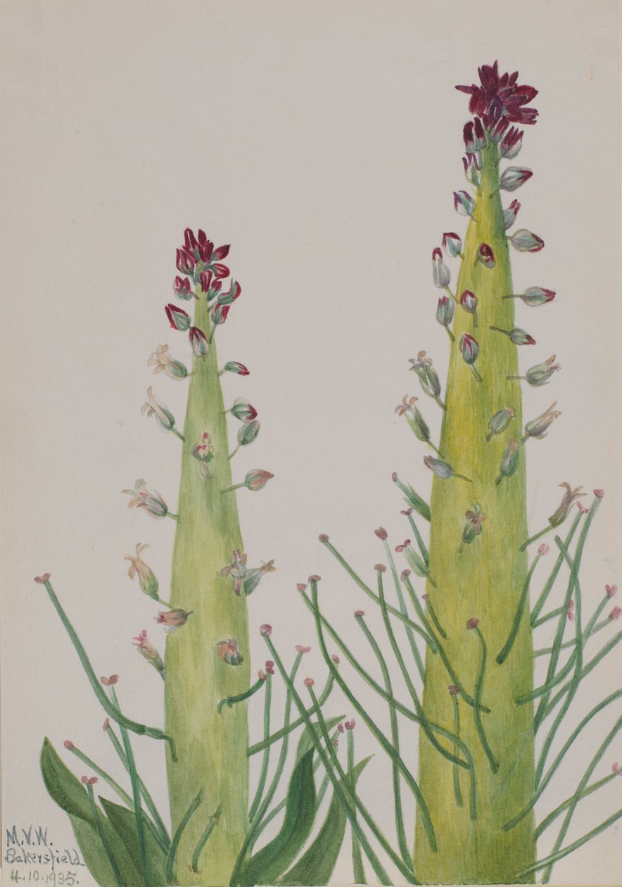 Desert Candle by Mary Vaux Walcott