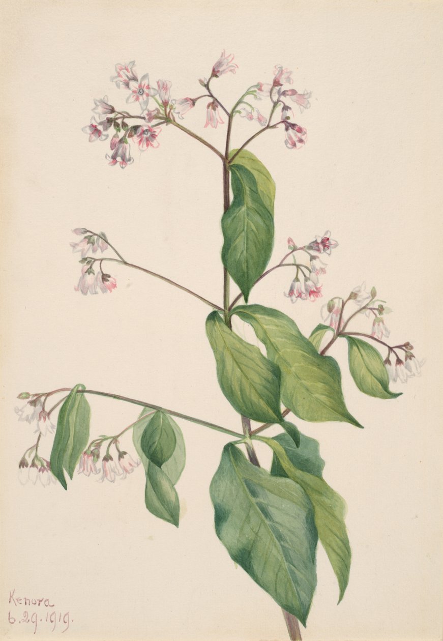 Dogbane Apocynum Androsaemifolium by Mary Vaux Walcott