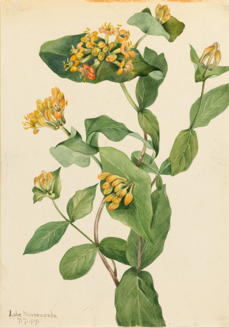 Douglas Honeysuckle by Mary Vaux Walcott