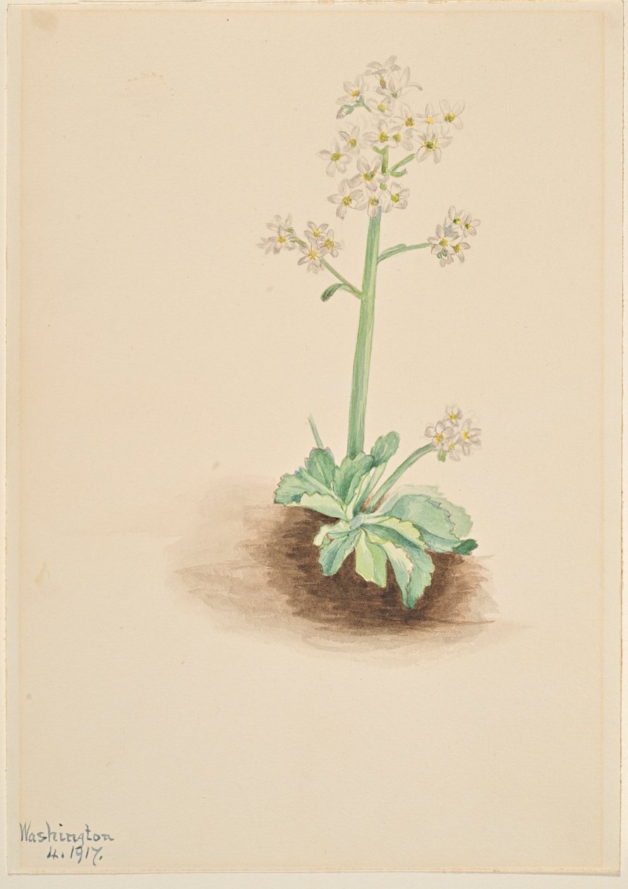 Early Saxifrage by Mary Vaux Walcott