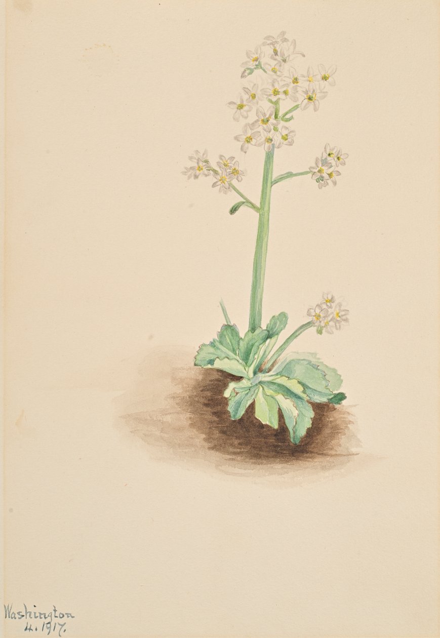 Early Saxifrage Saxifraga virginiensis by Mary Vaux Walcott