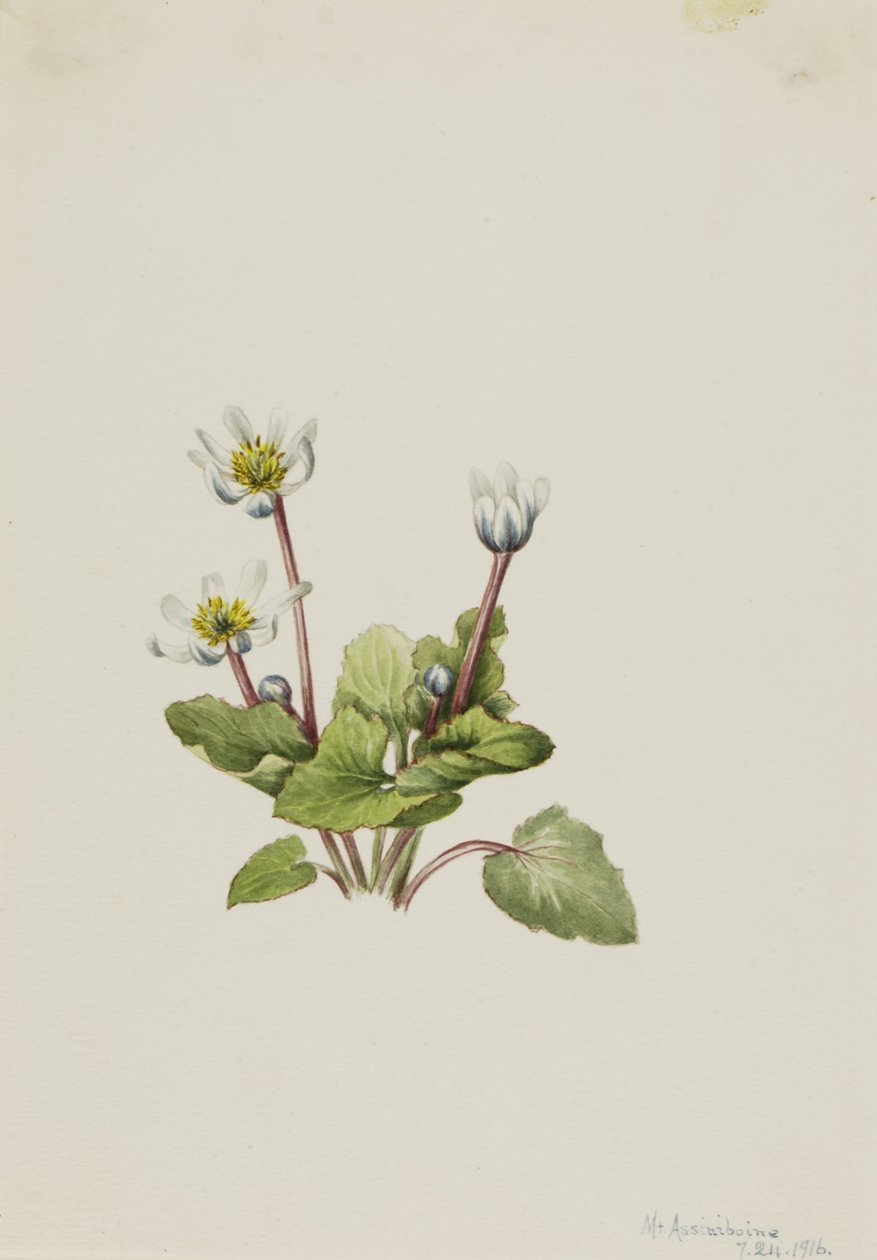 Elkslip by Mary Vaux Walcott