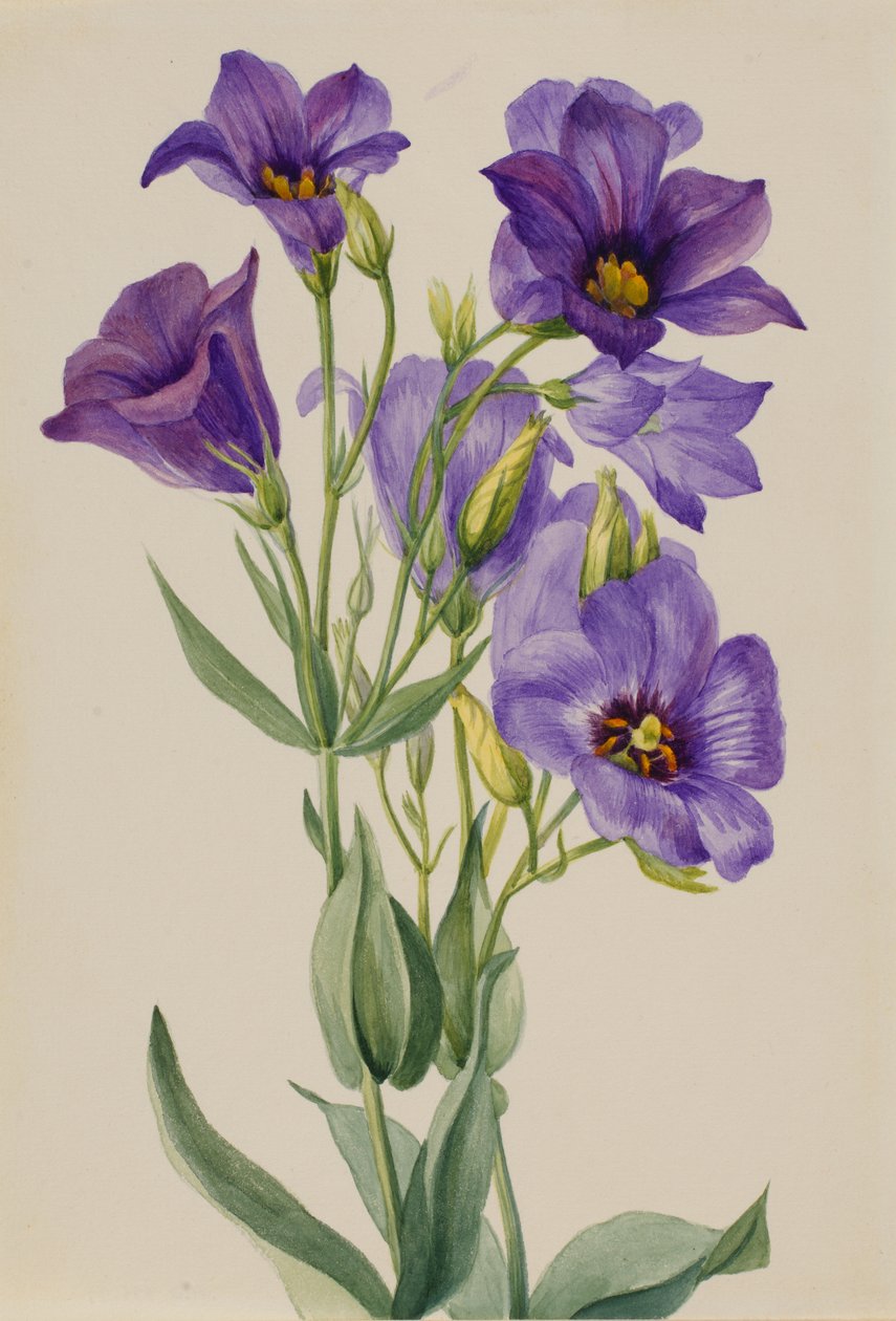 Eustoma russelianum, ca. early 1930s by Mary Vaux Walcott