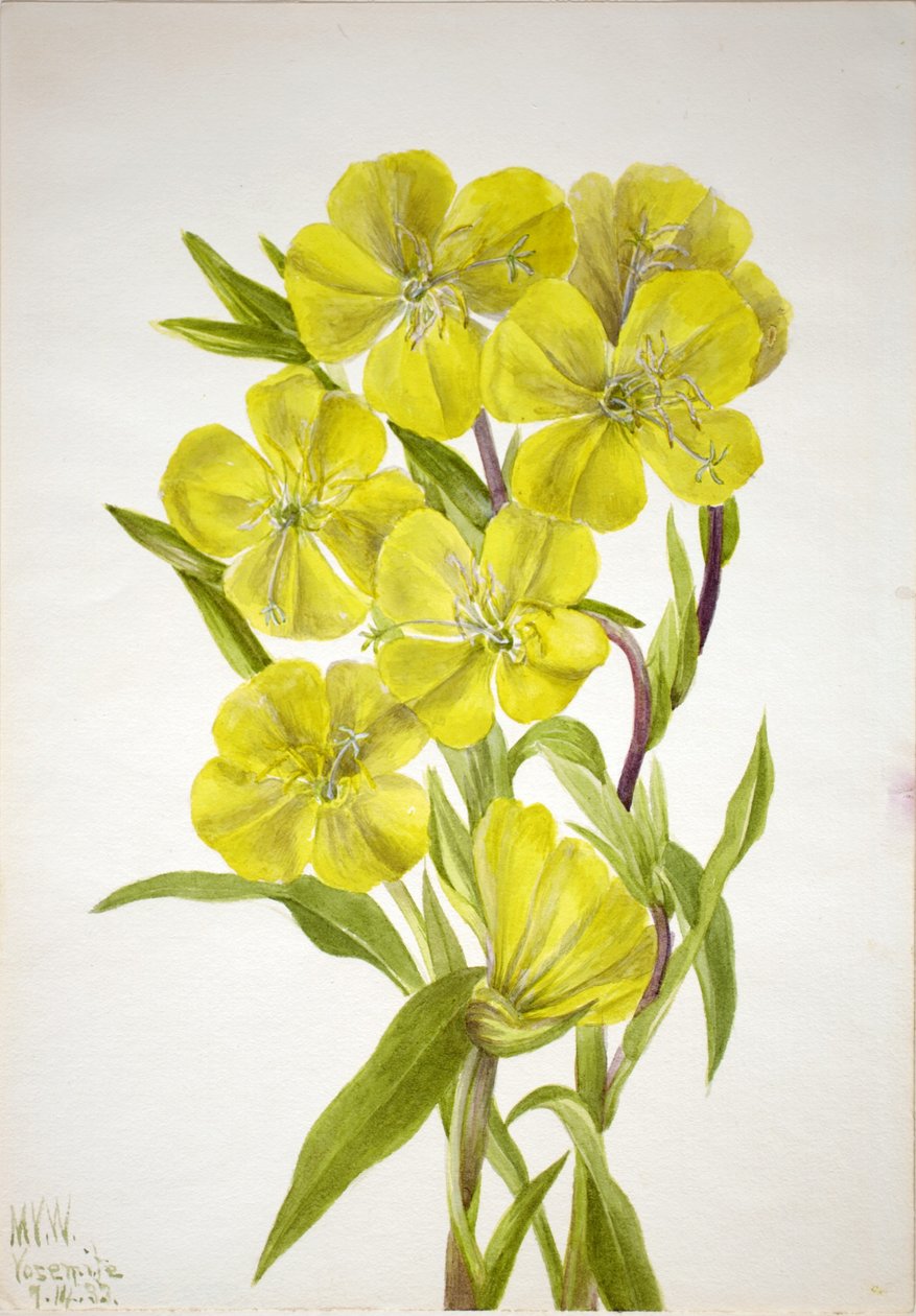 Evening Primrose by Mary Vaux Walcott