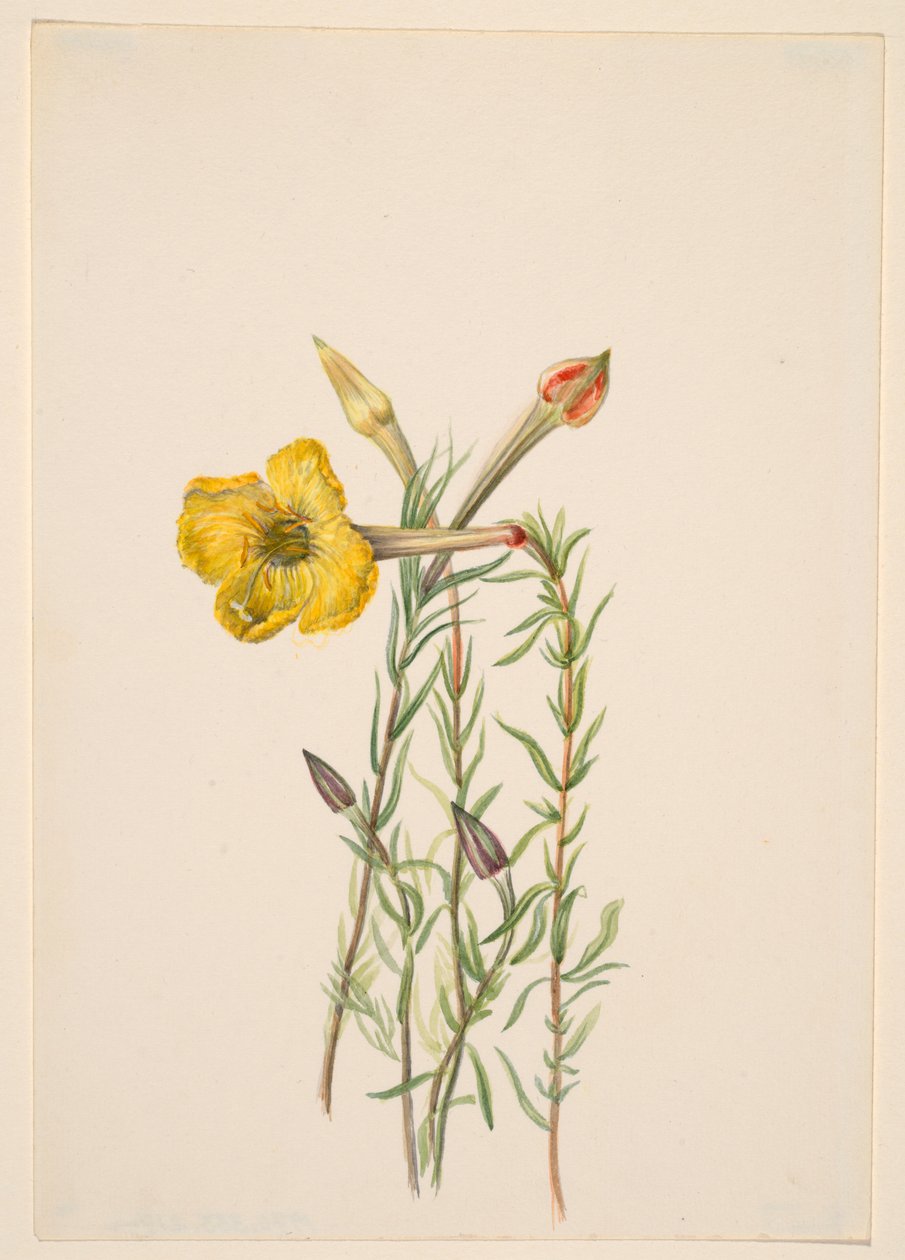 Evening Primrose by Mary Vaux Walcott