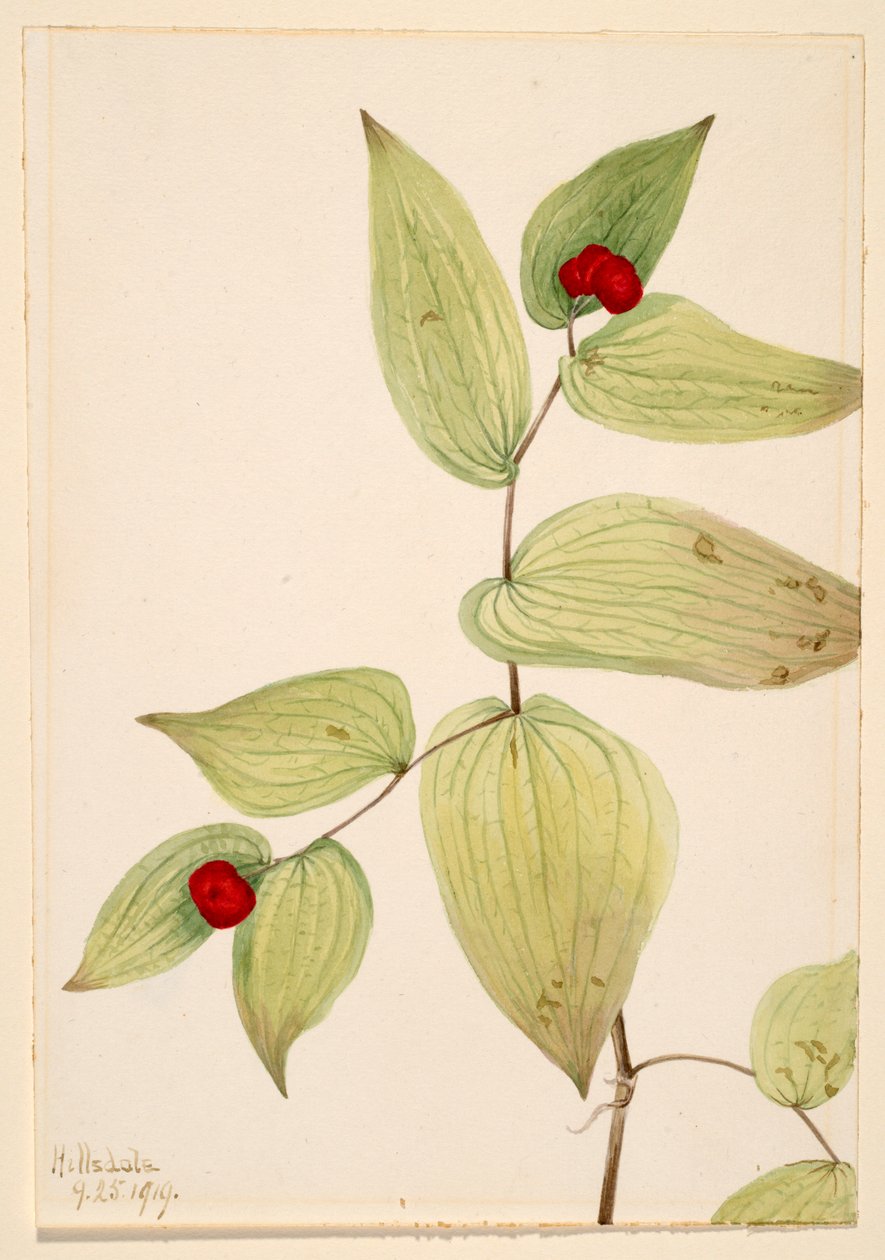 Fairy-Bells by Mary Vaux Walcott