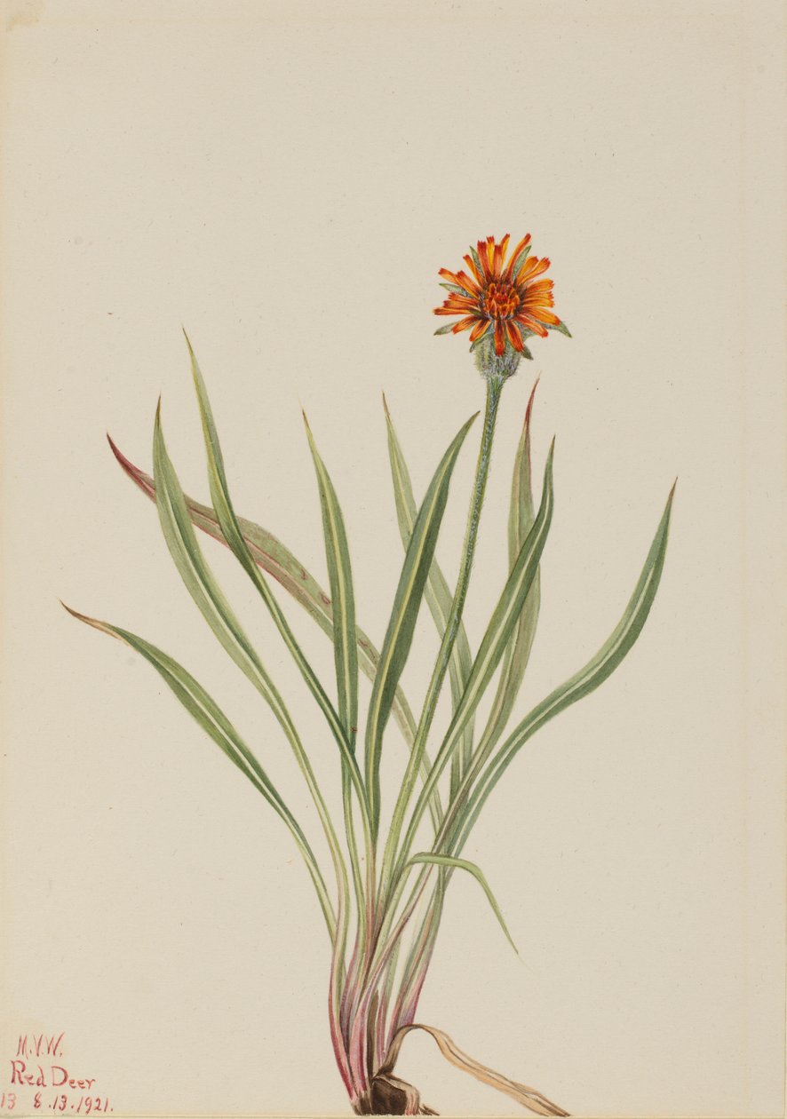 False Dandelion by Mary Vaux Walcott