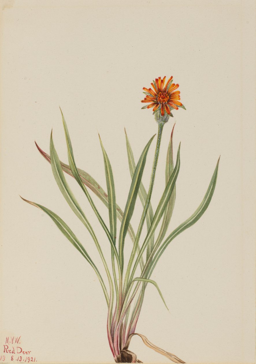 False Dandelion Agoseris aurantiaca by Mary Vaux Walcott