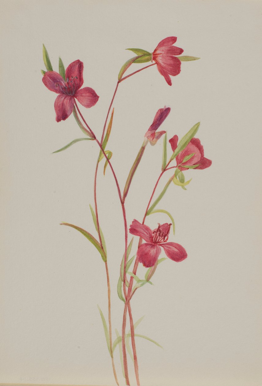 Farewell to Spring (Godetia amoena lilja) by Mary Vaux Walcott
