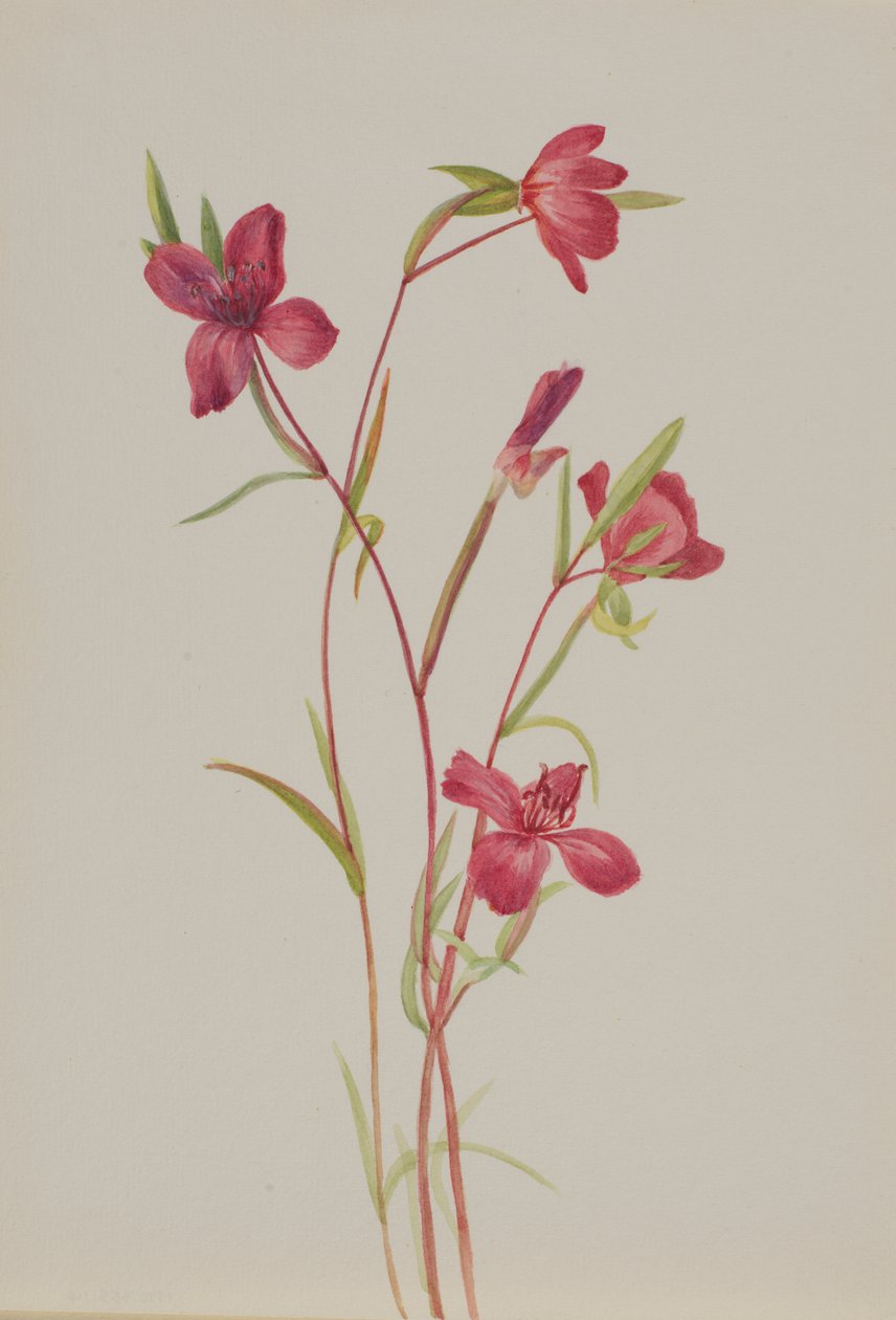 Farewell to Spring Godetia Amoena Lilja by Mary Vaux Walcott