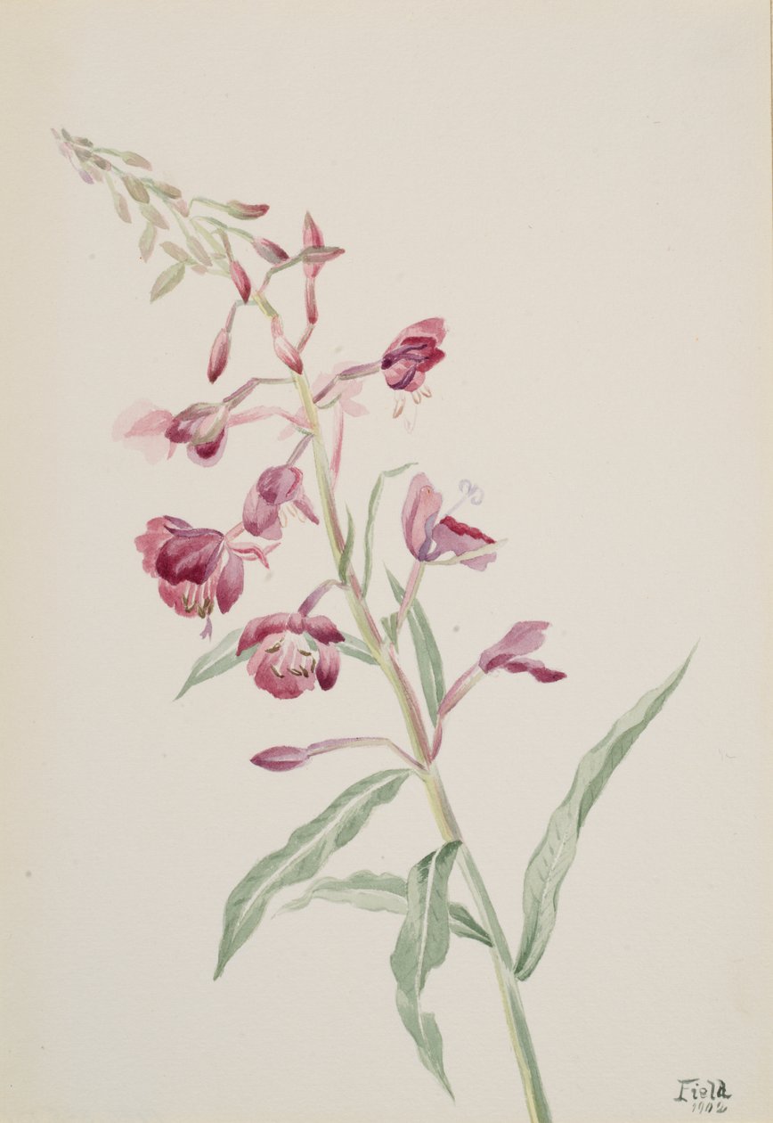 Fireweed Epilobium angustifolium, 1902 by Mary Vaux Walcott