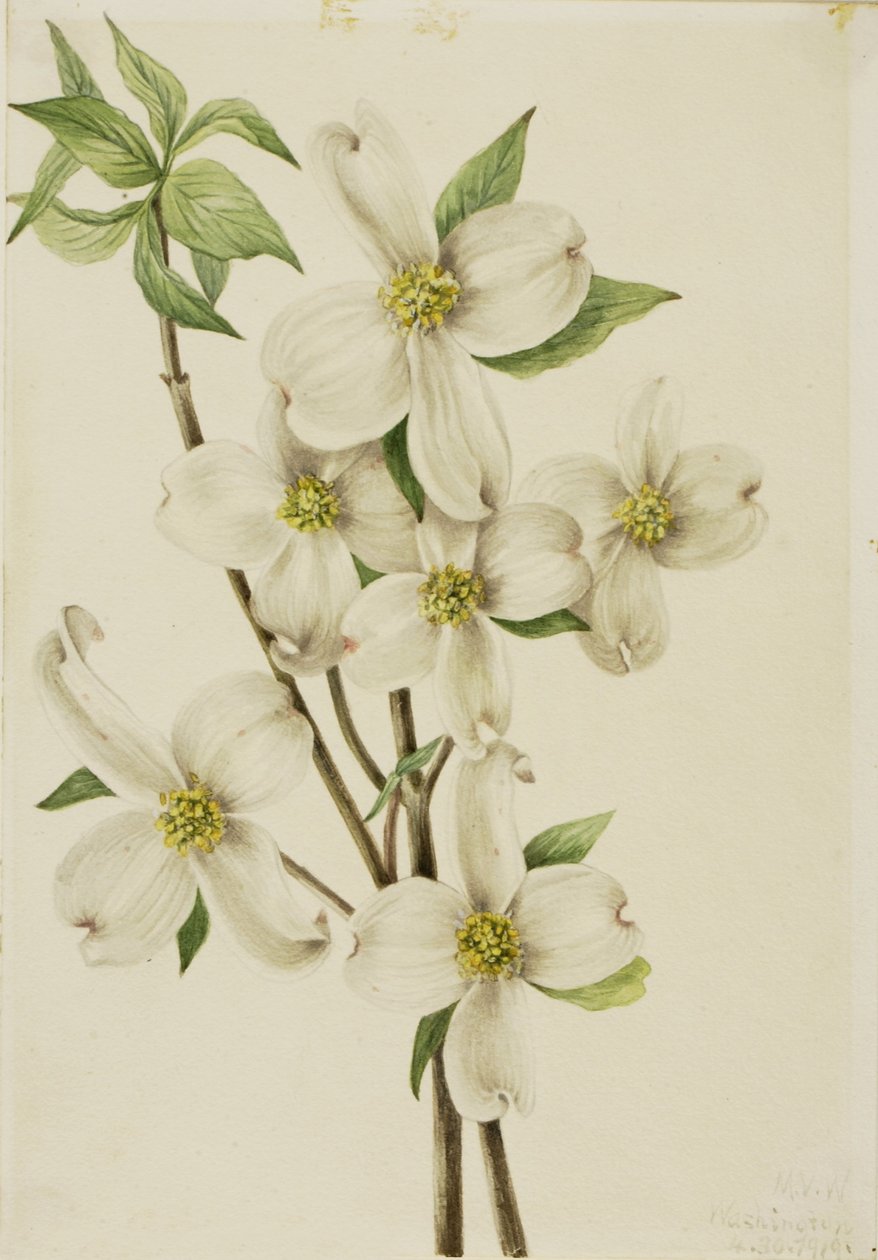 Flowering Dogwood by Mary Vaux Walcott