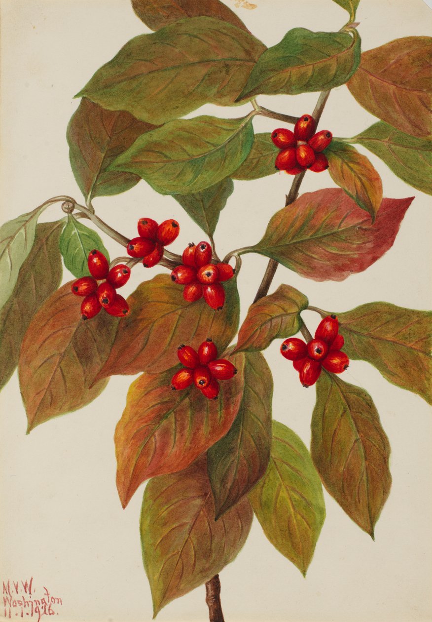 Flowering Dogwood Cornus florida, 1926 by Mary Vaux Walcott