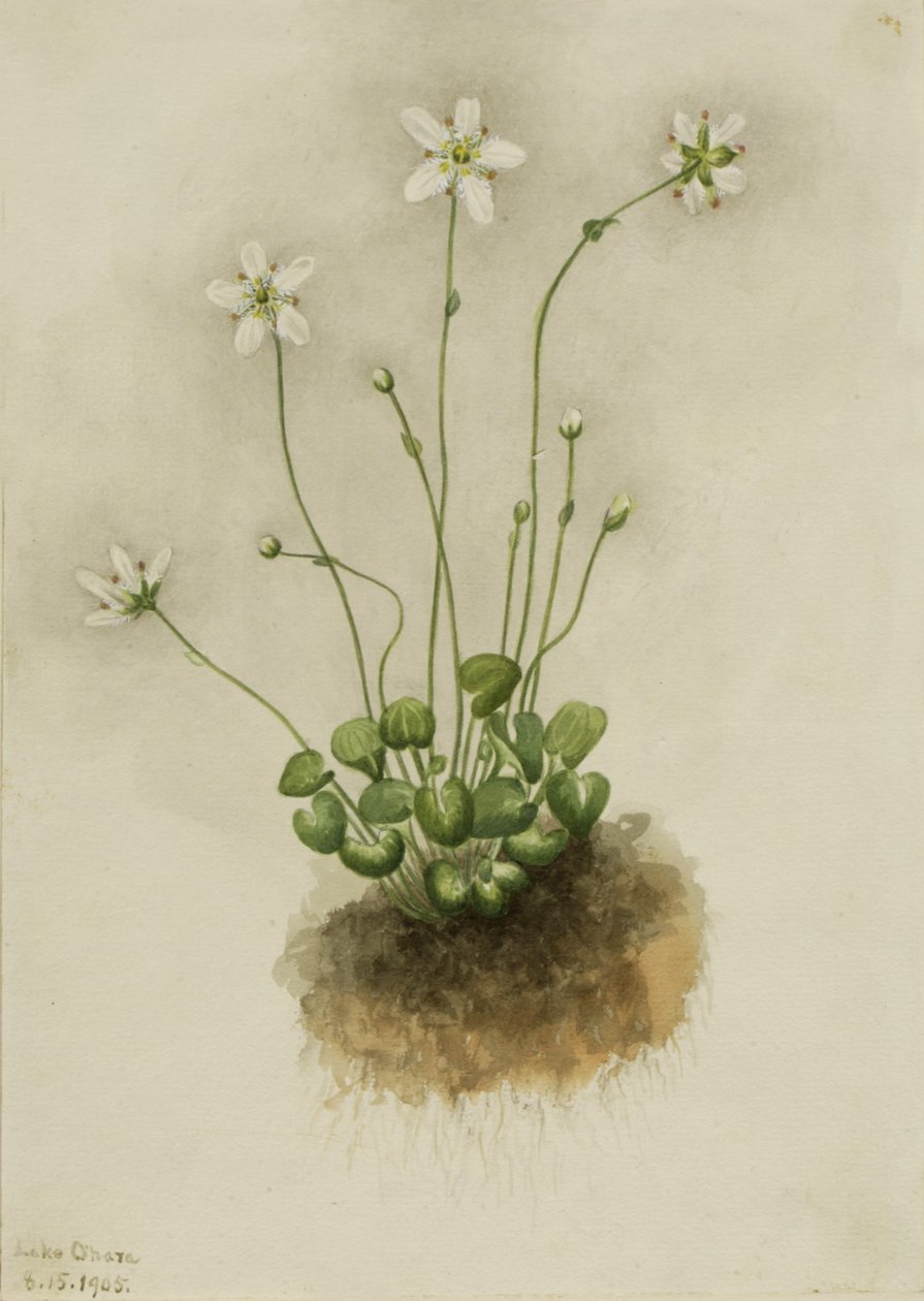 Fringed Parnassia Parnassia fimbriata by Mary Vaux Walcott