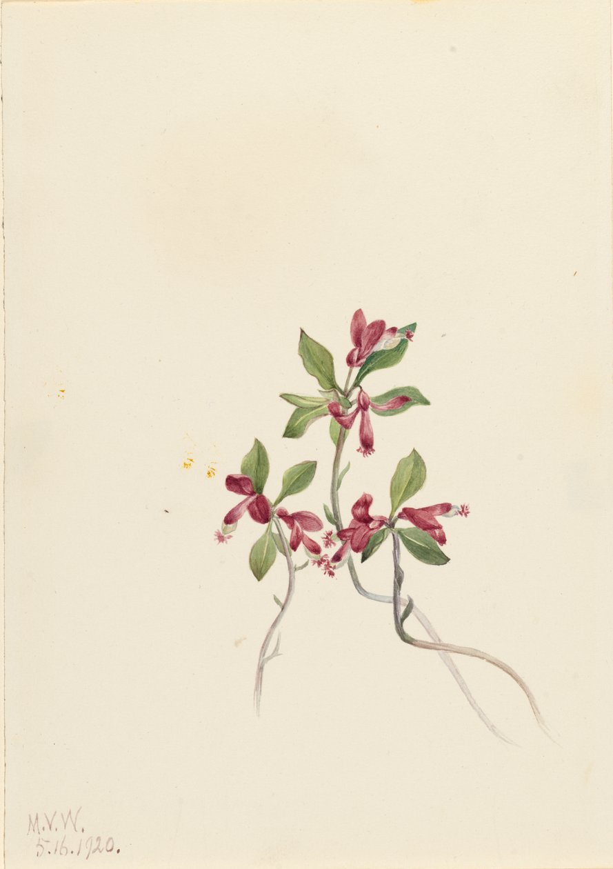 Fringed Polygala Polygala paucifolia by Mary Vaux Walcott