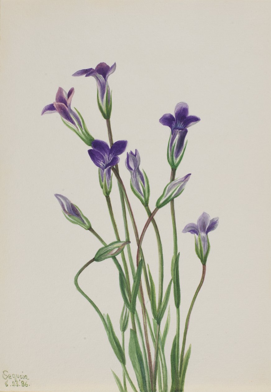 Gentian Gentiana holopetala by Mary Vaux Walcott