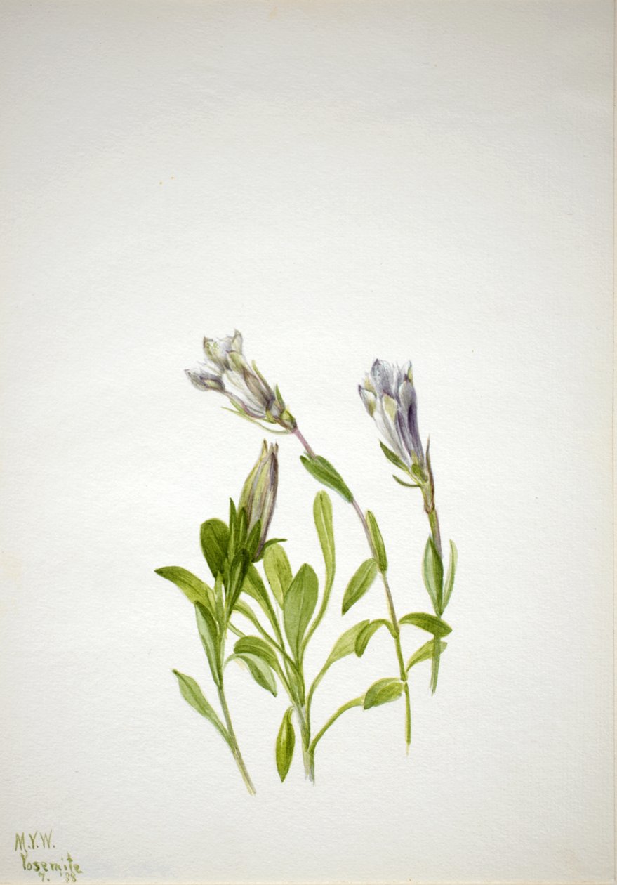 Gentian Gentiana newberri, 1938 by Mary Vaux Walcott