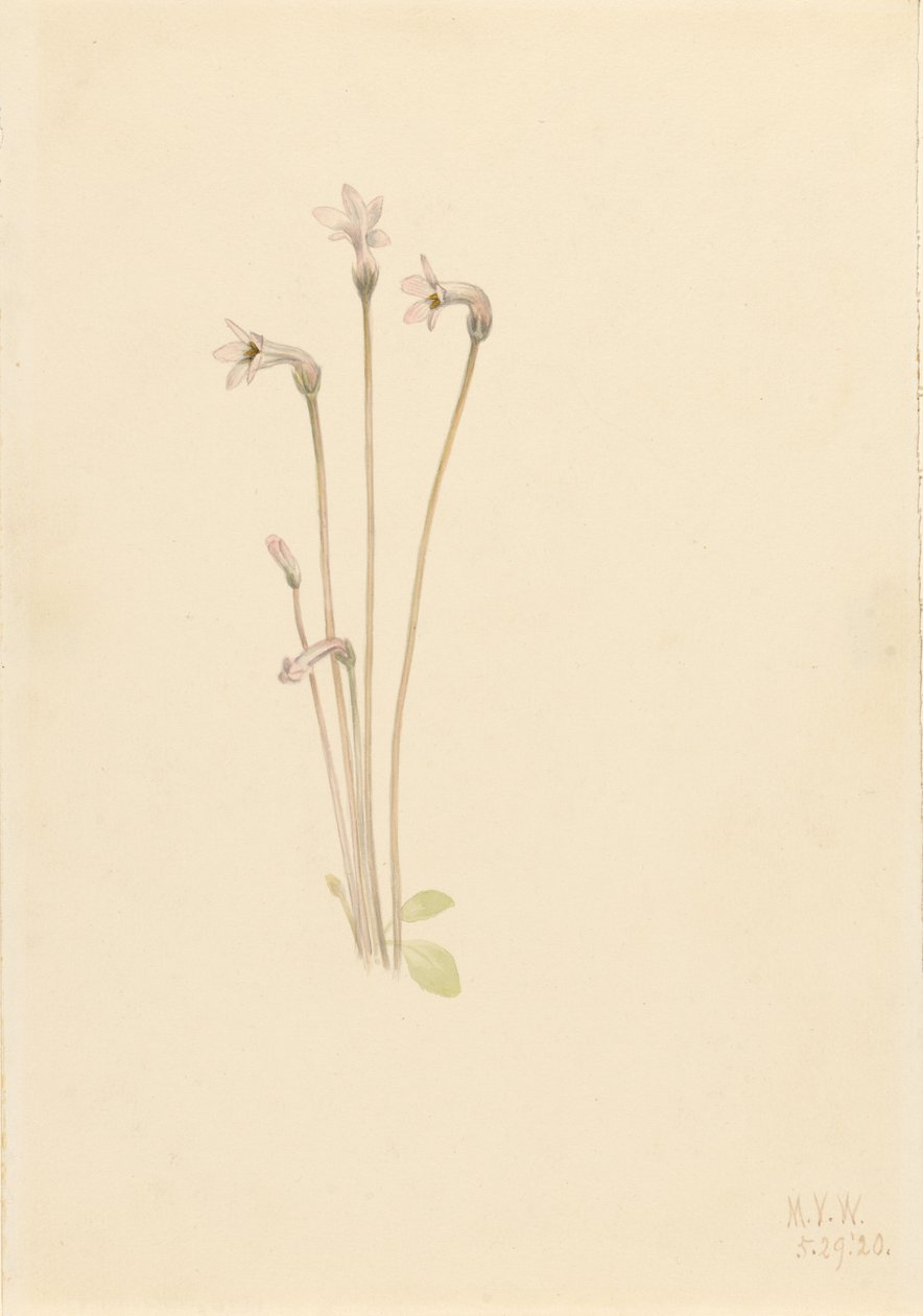 Ghostpipe by Mary Vaux Walcott