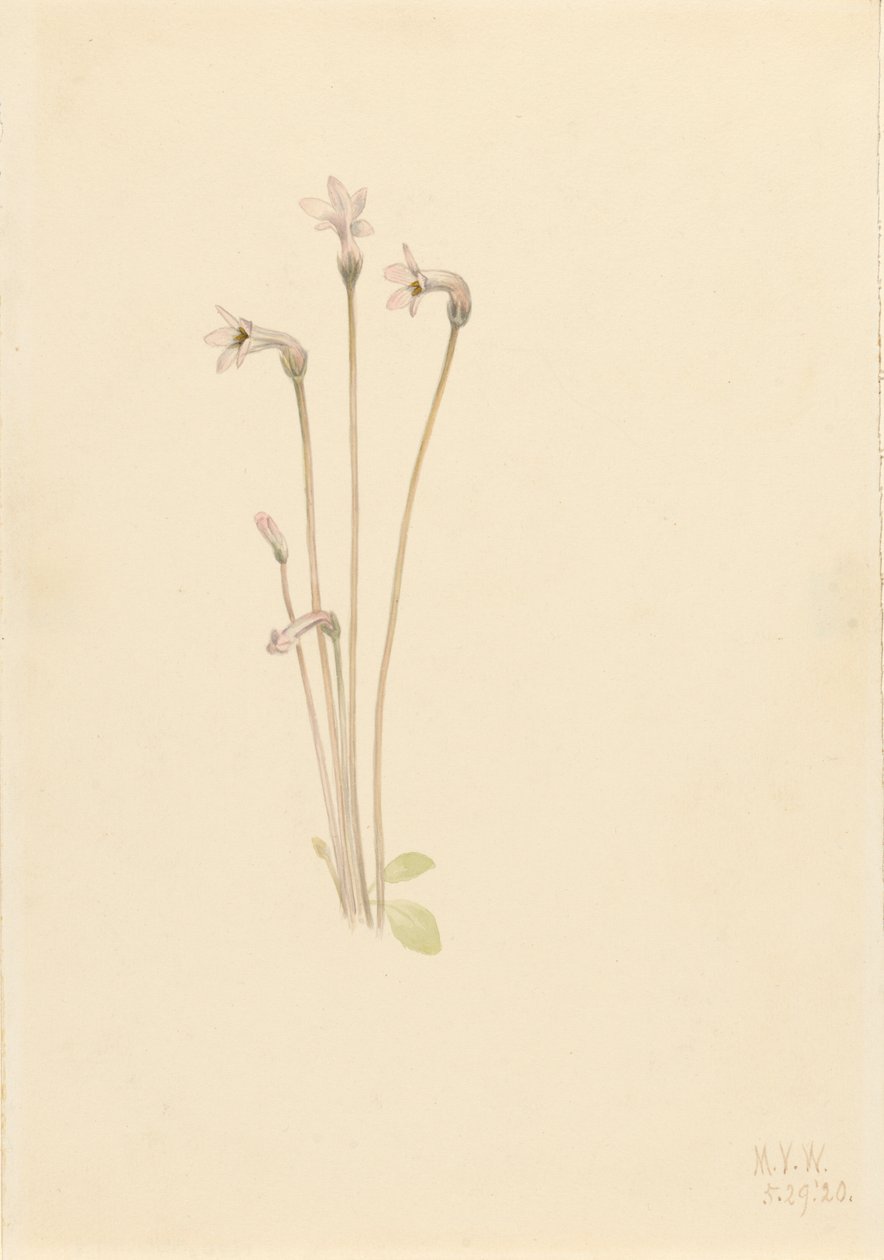 Ghostpipe Thalesia uniflora by Mary Vaux Walcott