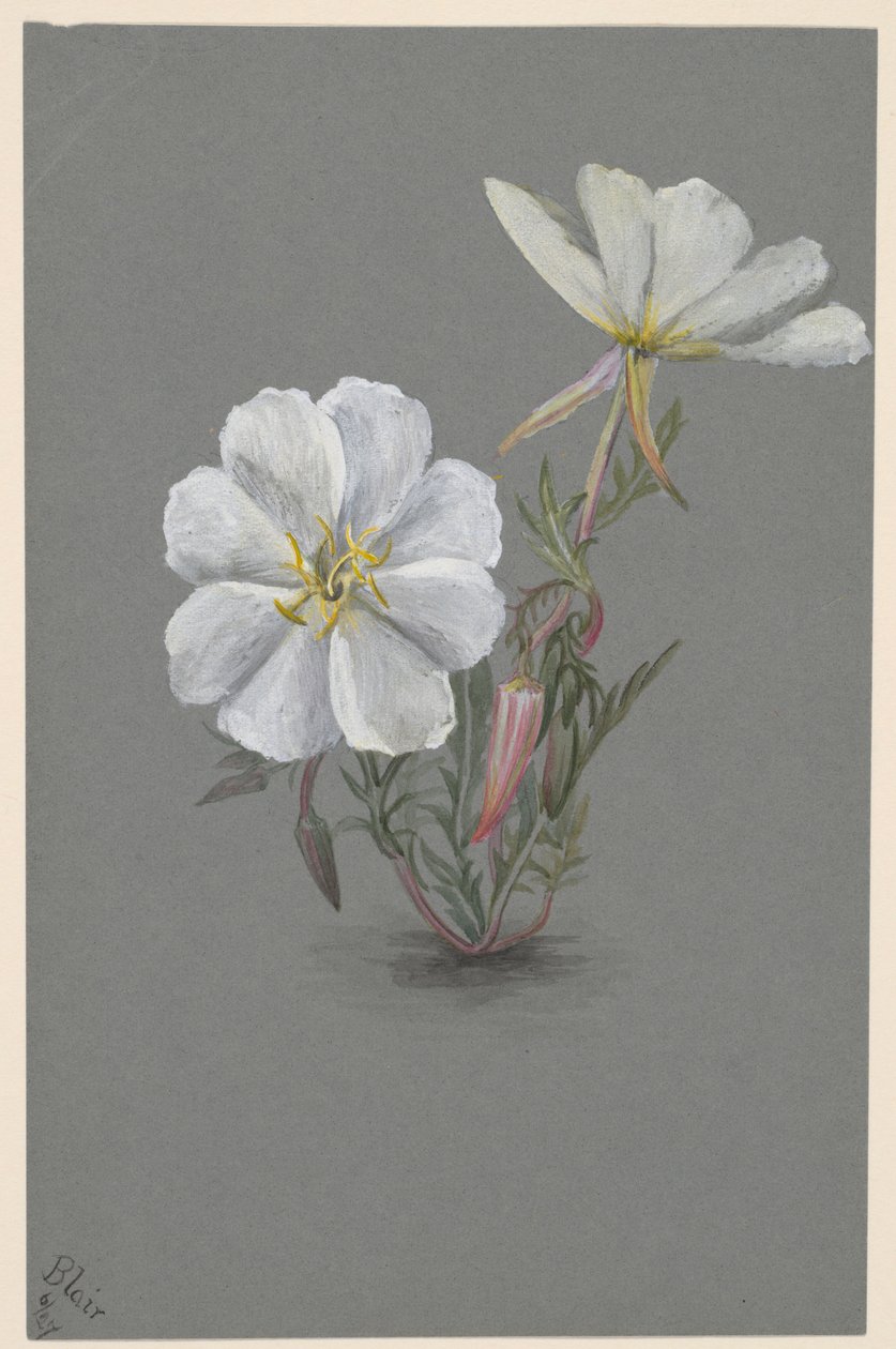 Giant Helleborine by Mary Vaux Walcott