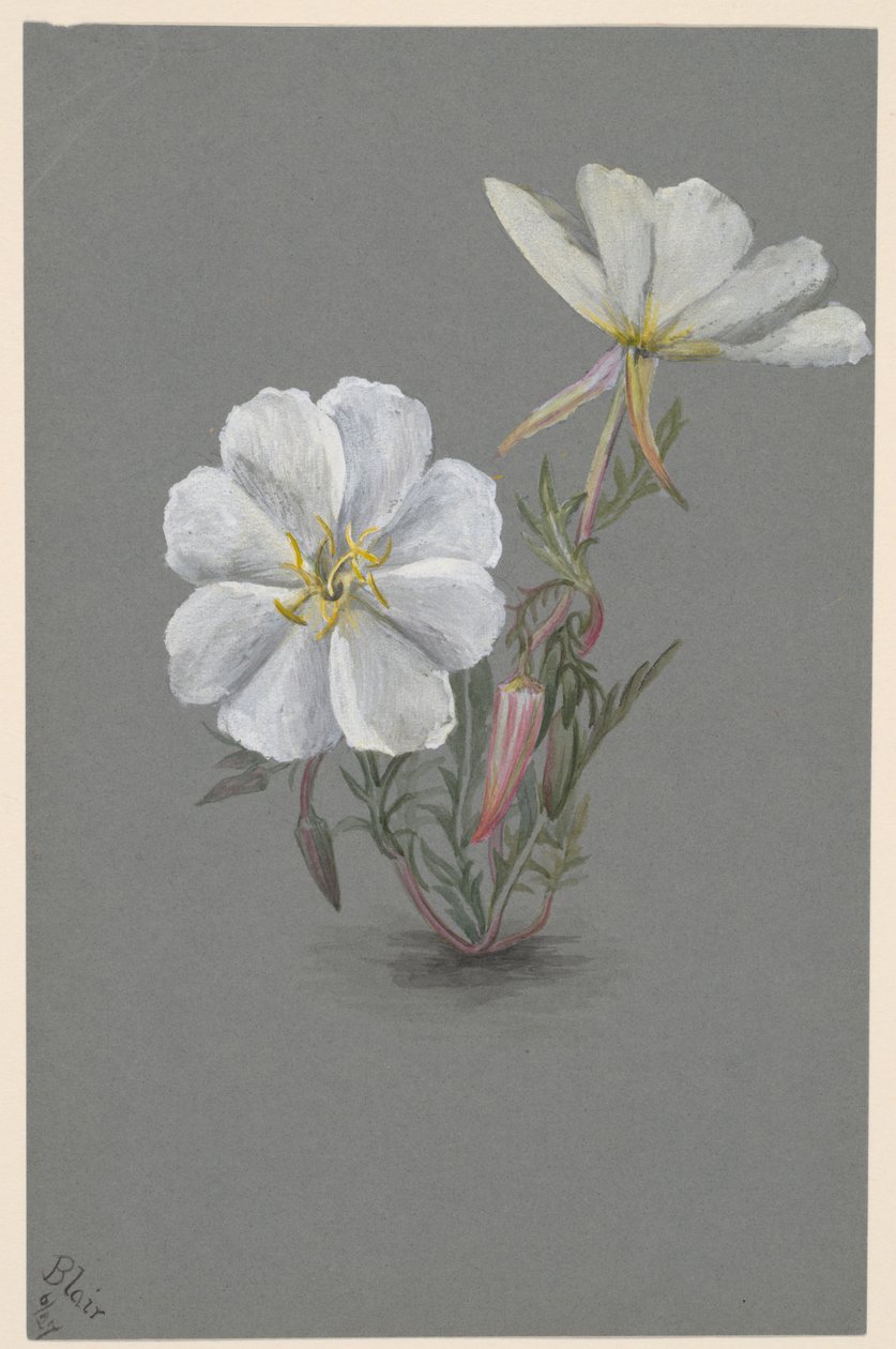 Giant Helleborine Epipactis gigantea by Mary Vaux Walcott