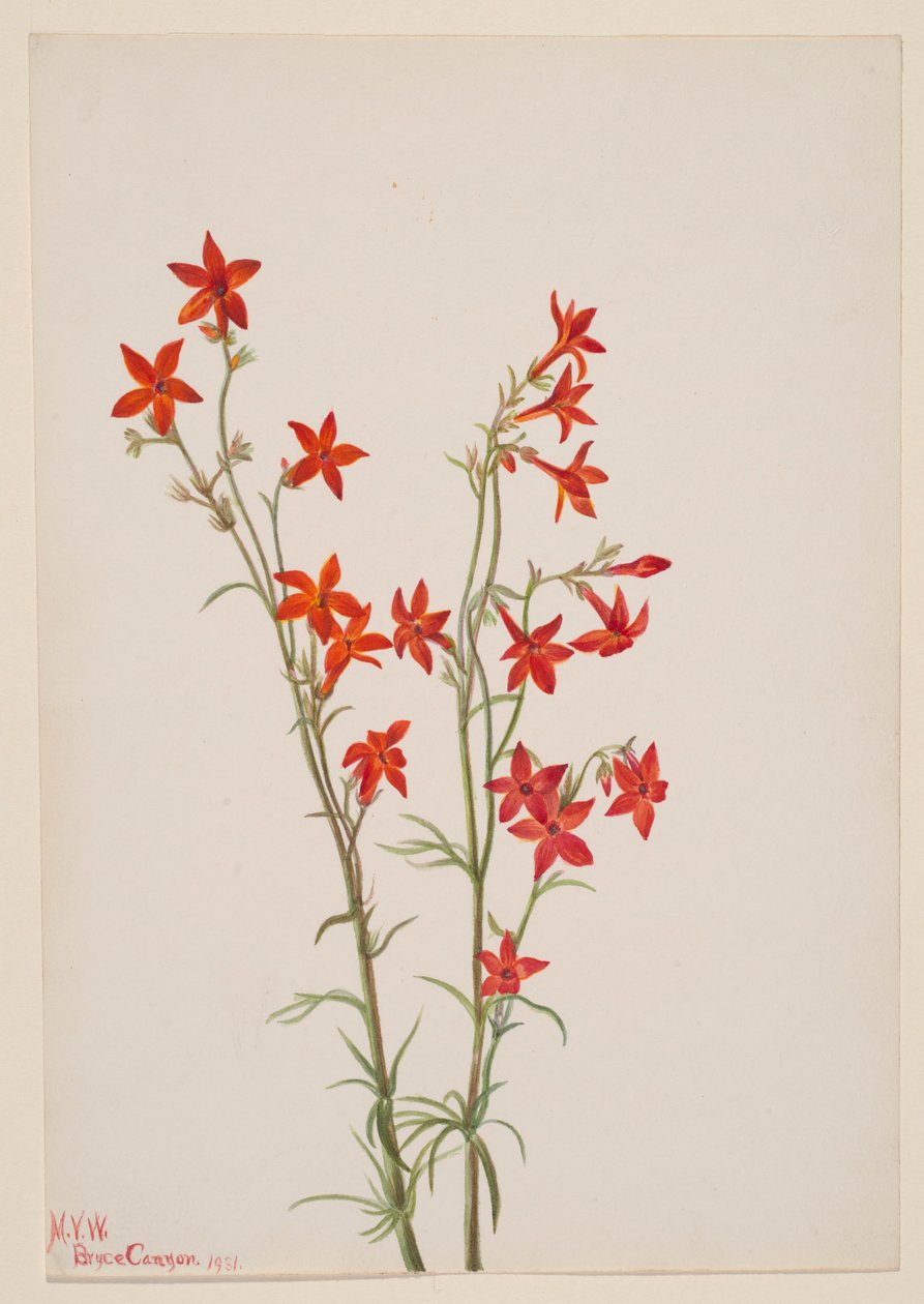 Gilia arizonica by Mary Vaux Walcott