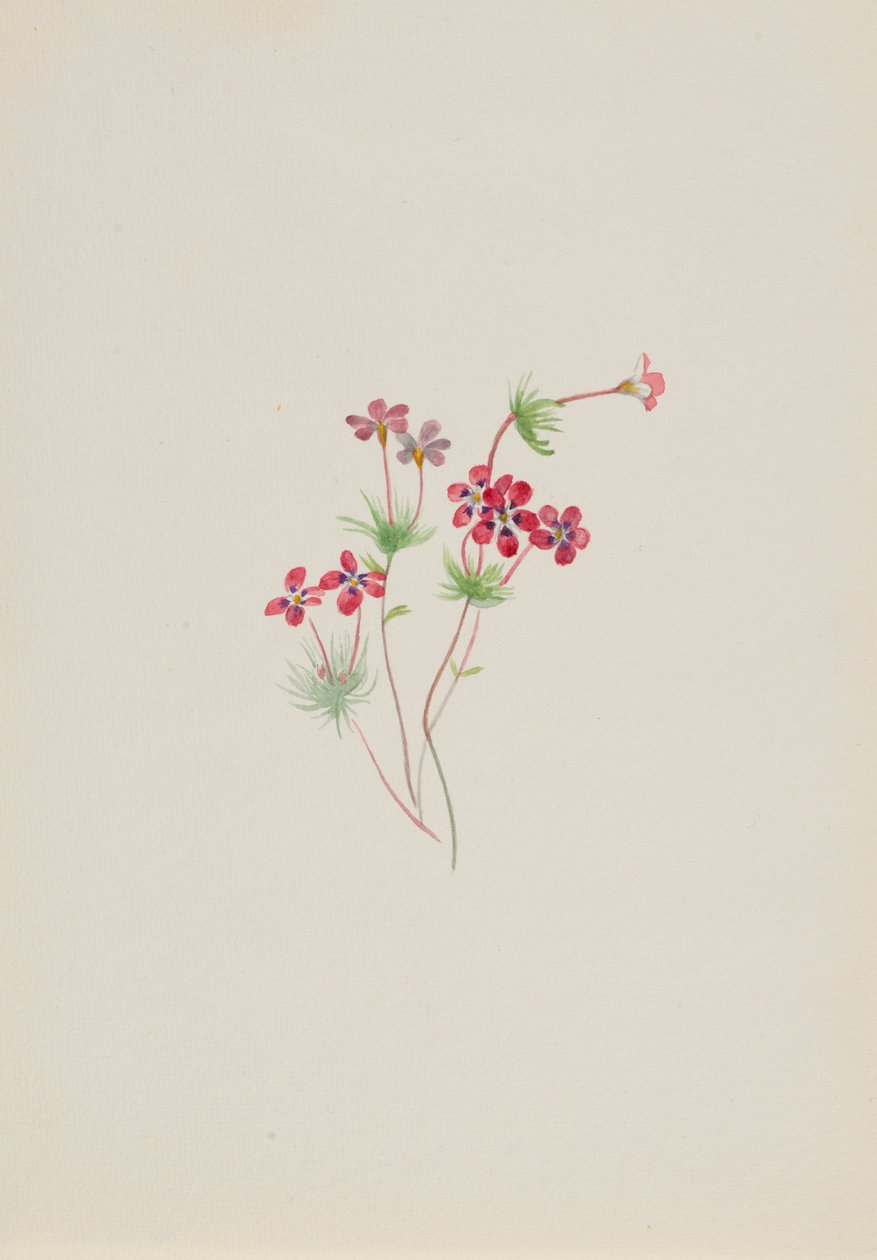 Linanthus Gilia by Mary Vaux Walcott