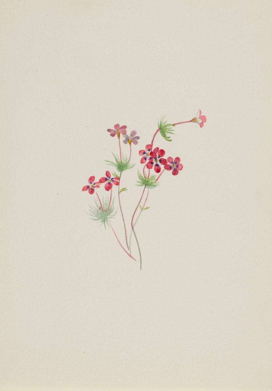 Gilia linanthus parviflorus by Mary Vaux Walcott