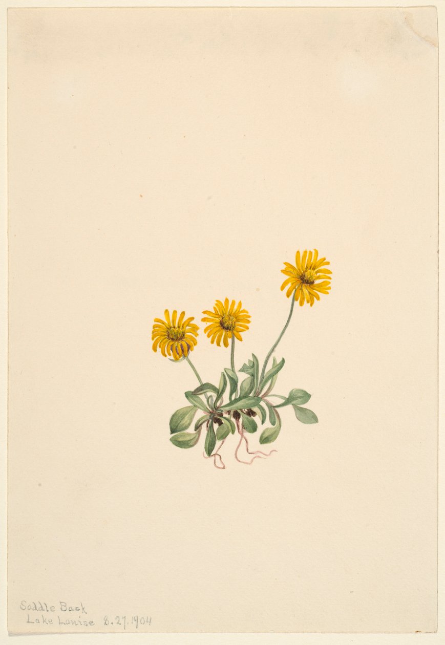 Golden Fleabane by Mary Vaux Walcott