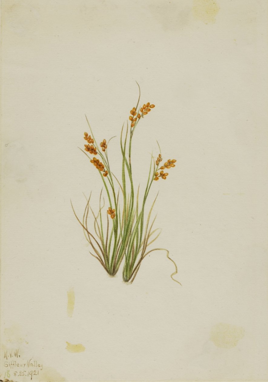 Golden Sedge (Carex aurea) by Mary Vaux Walcott