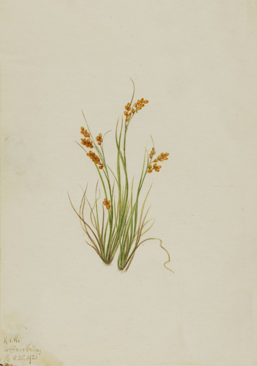 Golden Sedge Carex aurea by Mary Vaux Walcott